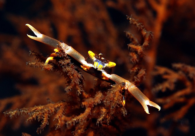 13 Gorgonian Crab.jpg